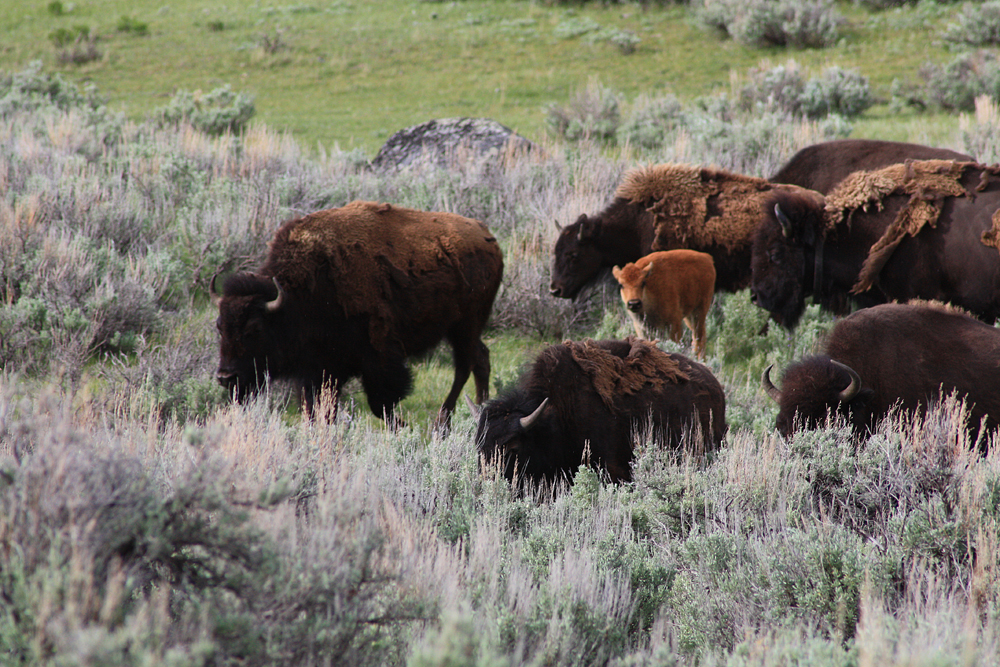 bisons, yellowstone