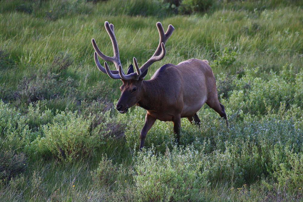elk, yellowstone